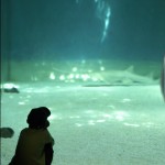il bambino e lo squalo
