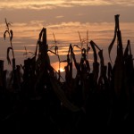oltre il campo